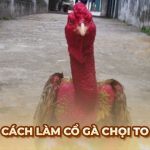 Cách làm cổ gà chọi To chuẩn kỹ thuật từ chuyên gia Ga6789